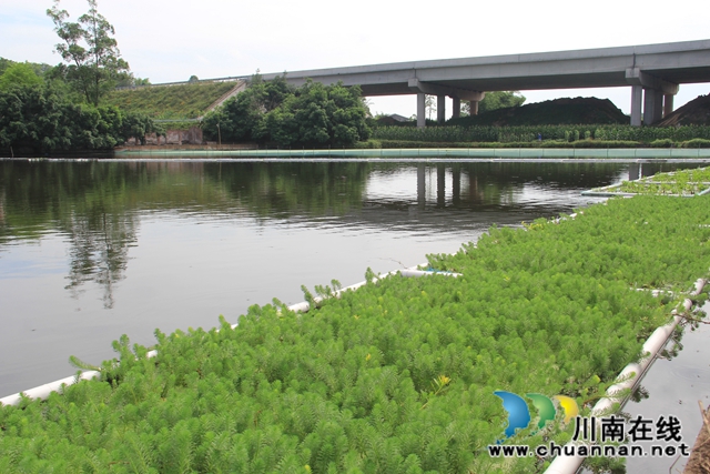 瀘州市農(nóng)業(yè)農(nóng)村局到瀘縣云龍鎮(zhèn)調(diào)研水產(chǎn)養(yǎng)殖生態(tài)治理工作(圖3)