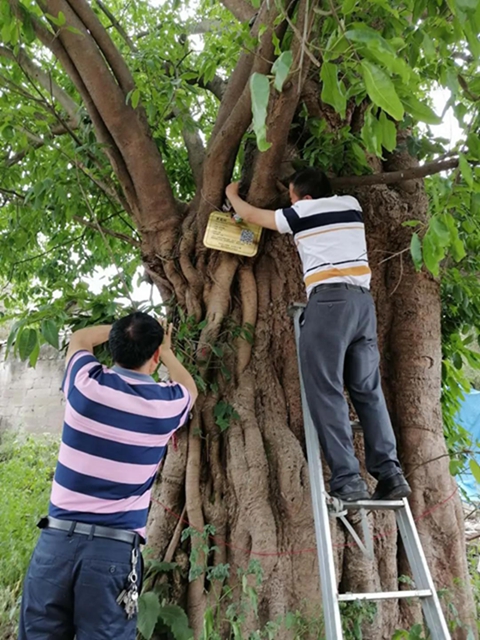 圍觀！內江這些“老古董”有了“身份證”(圖1)