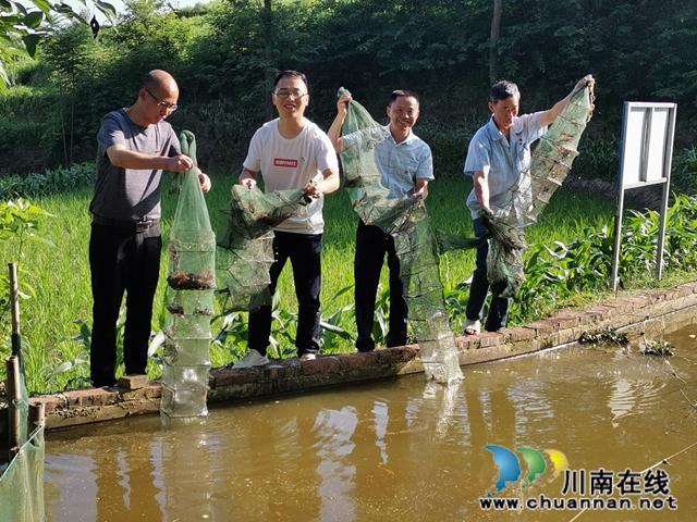 瀘縣：駐村工作5年，林樹倫成為最美石橋人(圖5)