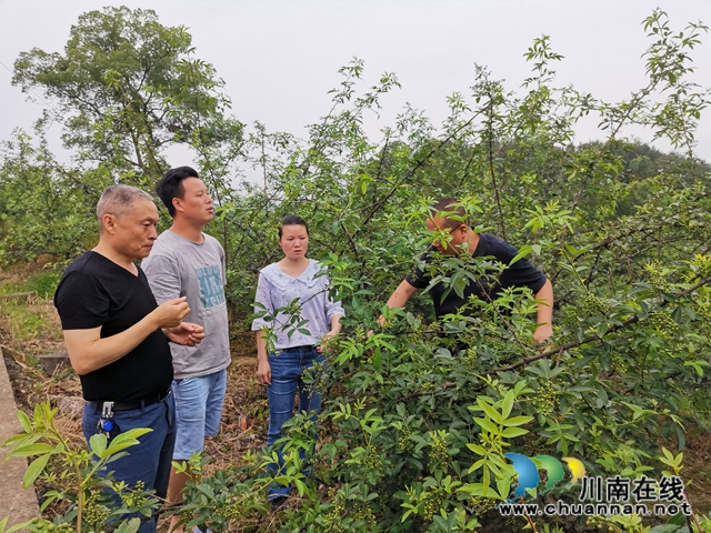 脫貧攻堅(jiān) 瀘縣玄灘鎮(zhèn)龍鳳村飛來(lái)“金鳳凰”(圖3)