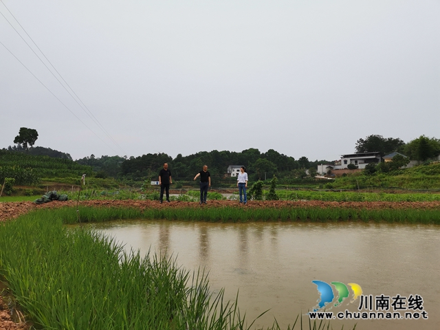 脫貧攻堅(jiān) 瀘縣玄灘鎮(zhèn)龍鳳村飛來(lái)“金鳳凰”(圖4)
