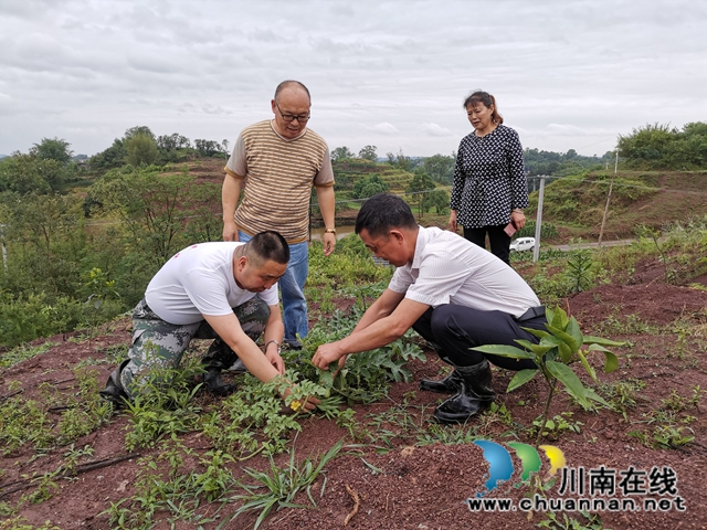 瀘縣太伏鎮(zhèn)：駐村工作隊成為沙河村“泥腿子”脫貧領(lǐng)路人(圖4)