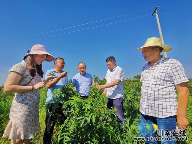 瀘縣立石鎮(zhèn)普照村：駐村工作隊(duì)讓黨的惠民政策普照千萬家(圖5)
