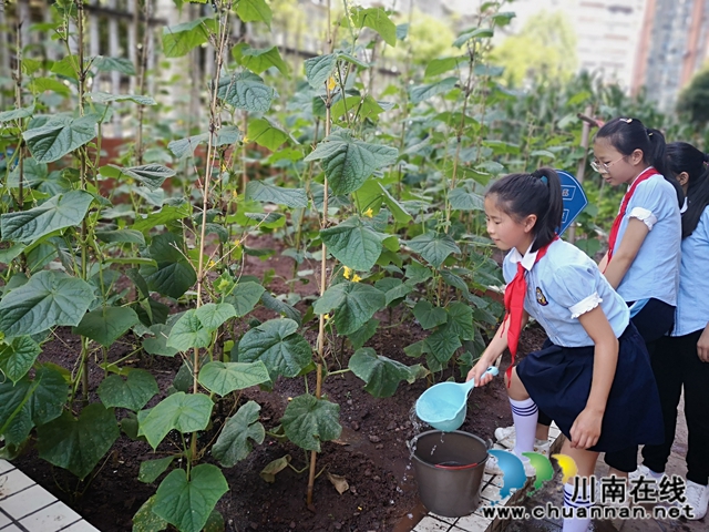 瀘州十八中：“十八方塘”承包到戶了，學(xué)生娃紛紛爭當(dāng)“農(nóng)場主” (圖4)