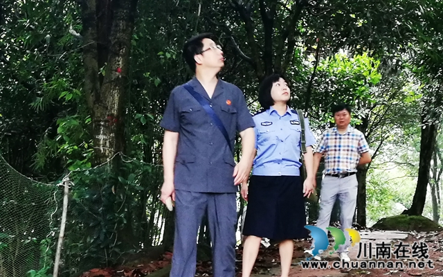  涉金融專項執(zhí)行高潮再起！納溪法院依法”活封“703株景觀樹(圖4)