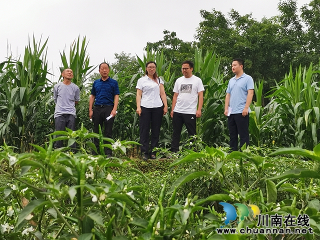 瀘縣太伏鎮(zhèn)：駐村工作隊(duì)添動(dòng)力  脫貧產(chǎn)業(yè)落地開(kāi)花(圖4)