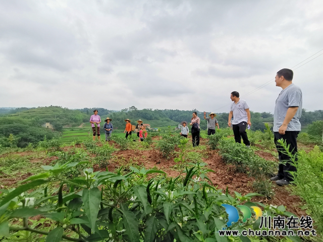 瀘縣太伏鎮(zhèn)：駐村工作隊(duì)添動(dòng)力  脫貧產(chǎn)業(yè)落地開(kāi)花(圖5)