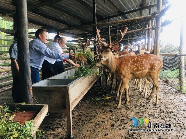 合江先灘鎮(zhèn)：鄉(xiāng)村振興呼喚更多的帶頭人