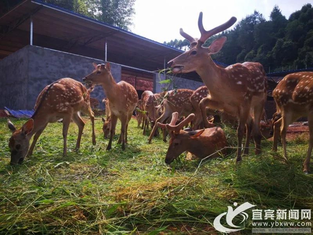 規(guī)模川南最大！宜賓這個梅花鹿基地的老板是個90后(圖2)