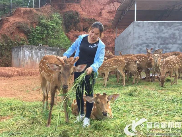 規(guī)模川南最大！宜賓這個梅花鹿基地的老板是個90后(圖4)