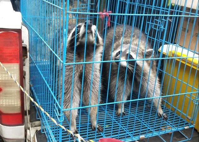 瀘州市公安局森林警察支隊(duì)授牌?。吃乱詠?lái)破獲陸生野生動(dòng)物案件88件(圖6)