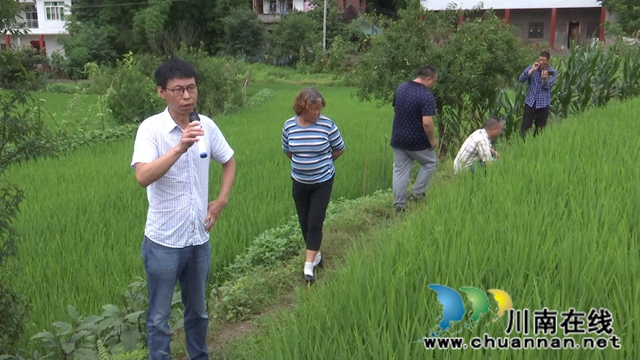 合江：農(nóng)技專家現(xiàn)場(chǎng)處方保直播水稻健康(圖3)