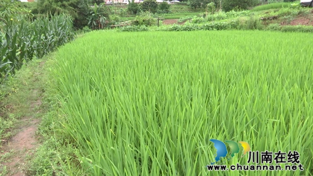 合江：農(nóng)技專家現(xiàn)場(chǎng)處方保直播水稻健康(圖4)