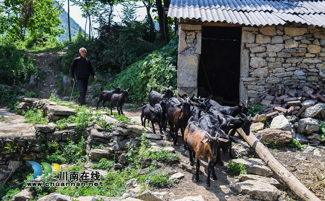 脫貧路上一個(gè)都不能少！敘永苗族老人重操舊業(yè)趕著羊群奔小康(圖2)
