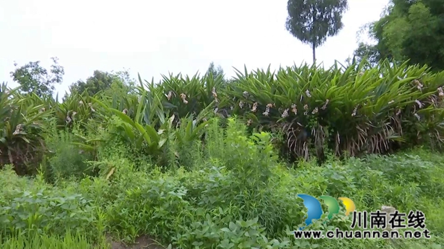 合江縣鼓樓山村“海歸”職業(yè)經(jīng)理人鄧啟明：走出“小家”，心存“大家”(圖3)