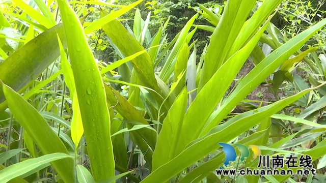 合江縣鼓樓山村“海歸”職業(yè)經(jīng)理人鄧啟明：走出“小家”，心存“大家”(圖2)