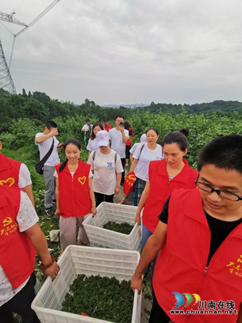 納溪區(qū)法院：黨支部結(jié)對(duì)共建　同享“麻”味豐收節(jié)(圖5)