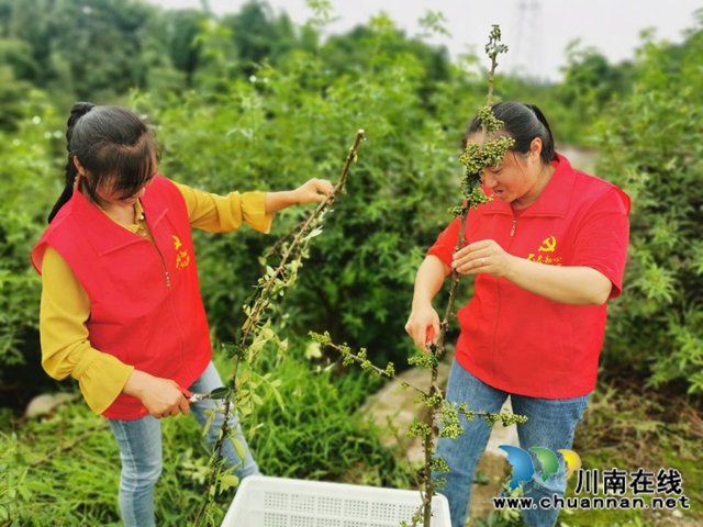 納溪區(qū)法院：黨支部結(jié)對(duì)共建　同享“麻”味豐收節(jié)(圖6)