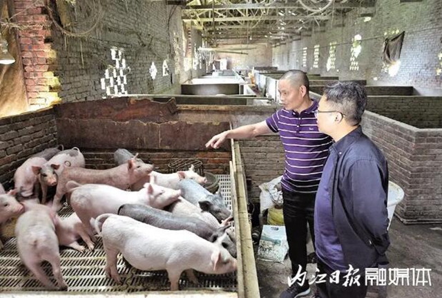 新鮮！正科級(jí)一人一頭、副科級(jí)兩人一頭...內(nèi)江這里的機(jī)關(guān)干部都在養(yǎng)豬了——