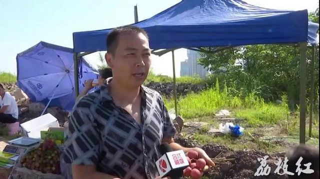 【荔枝紅了】合江荔枝開始上市了！(圖4)