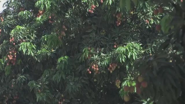 【荔枝紅了】合江荔枝開始上市了！(圖9)