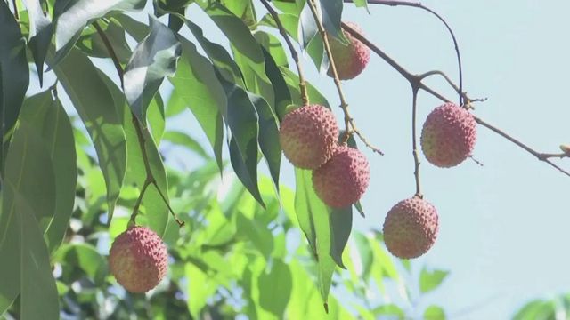 【荔枝紅了】合江荔枝開始上市了！(圖10)