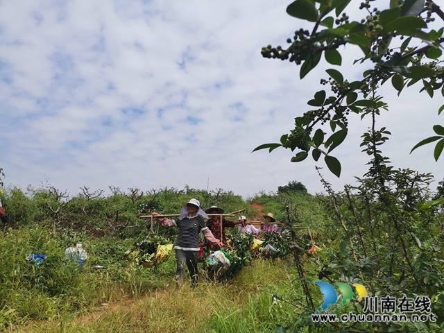 瀘縣太伏鎮(zhèn)：返鄉(xiāng)創(chuàng)業(yè)種藤椒，荒山長出搖錢樹(圖2)