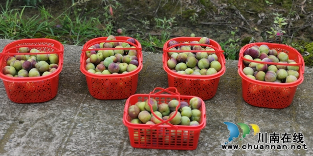 合江縣大橋鎮(zhèn)：與“李” 相約，520畝茵紅李等你來摘！