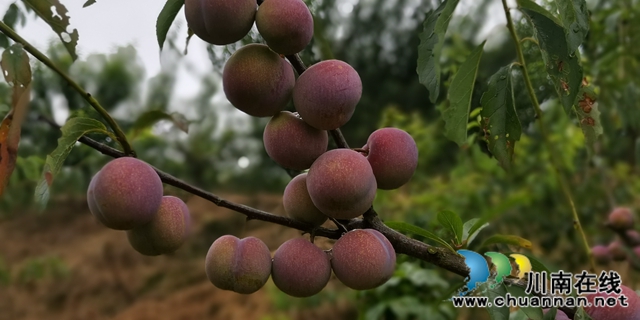 合江縣大橋鎮(zhèn)：與“李” 相約，520畝茵紅李等你來摘！(圖6)