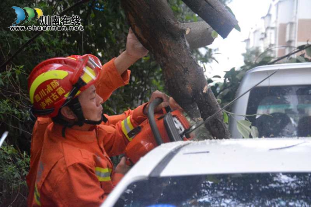 大風(fēng)刮倒大樹壓車堵路　瀘州消防火速排險(xiǎn)(圖3)