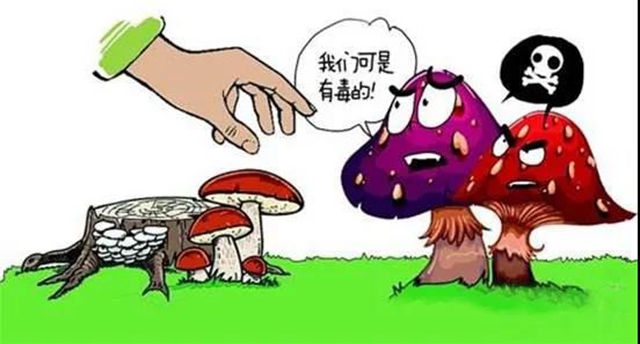 中毒175例！瀘州拉響預(yù)防誤食野生菌警報