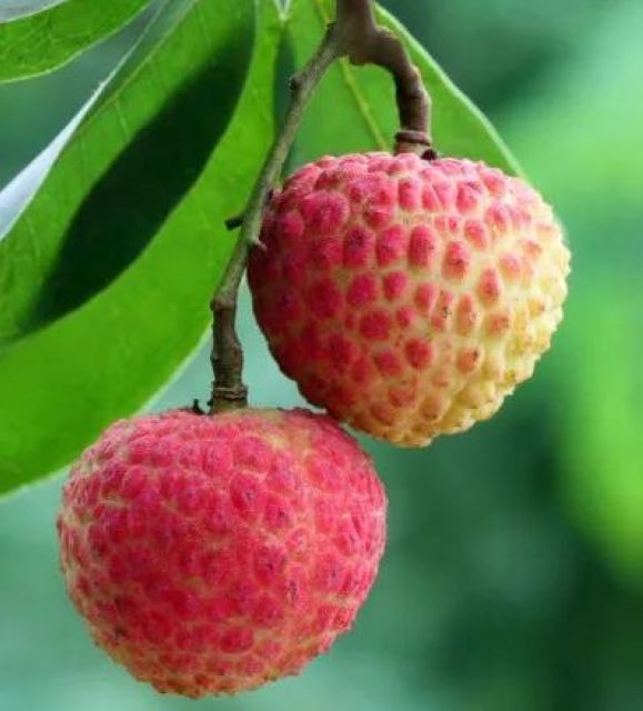 【分享】荔枝吃到飽，結(jié)果……(圖5)