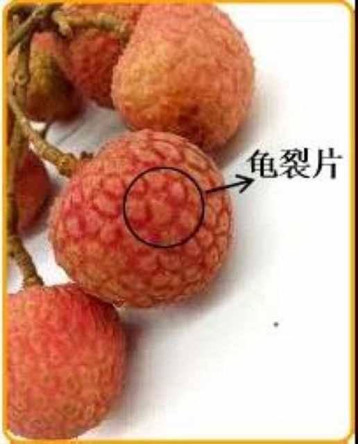 【分享】荔枝吃到飽，結(jié)果……(圖9)