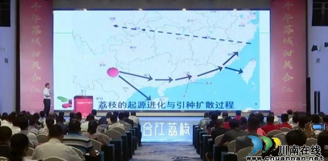 荔枝紅了|官宣！合江荔枝正式上市(圖3)