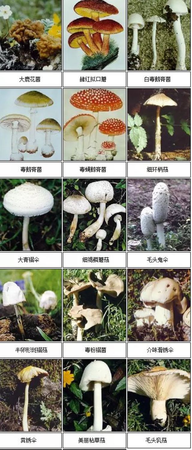 【緊急擴散】蘑菇中毒頻發(fā)，這幾類千萬要小心！(圖7)
