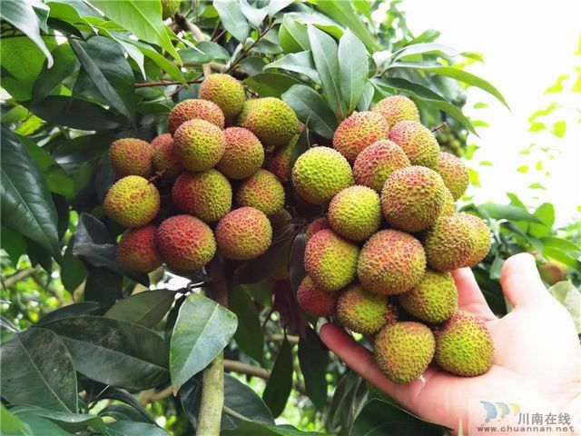 荔枝紅了！2020年合江荔枝采摘儀式在百年荔枝林舉行(圖1)