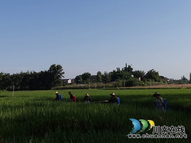 瀘縣玉蟾街道水竹林村：洪水退去，用科技生產自救忙(圖2)