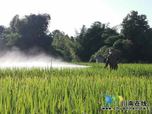 瀘縣玉蟾街道水竹林村：洪水退去，用科技生產自救忙(圖3)