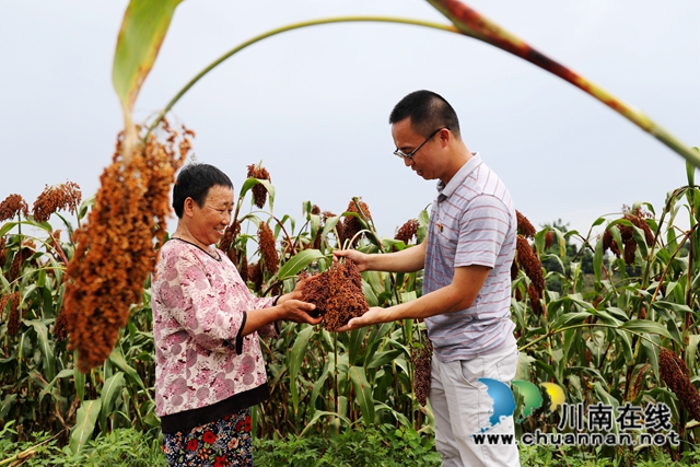 瀘州龍馬潭：高梁紅了脫貧夢(圖12)