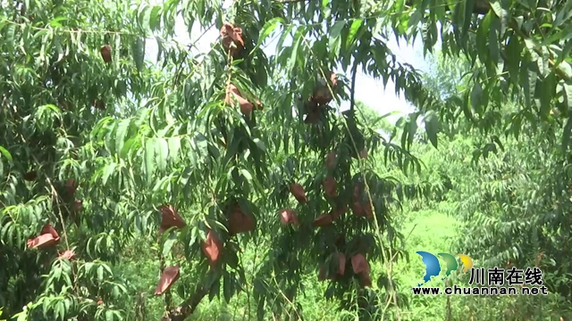 吃貨們注意！合江縣晨曦農(nóng)場晚熟鷹嘴桃脆甜來襲！(圖5)