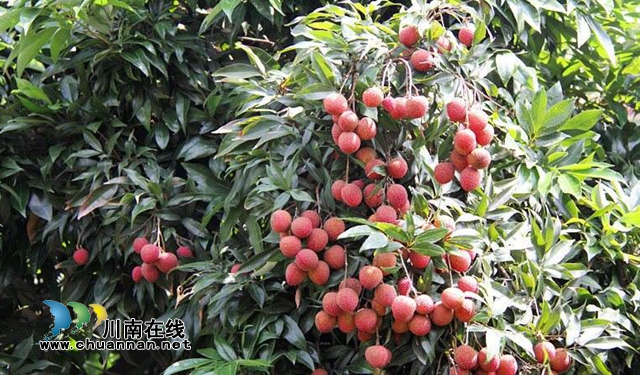 荔城七月紅似火！第29屆合江荔枝節(jié)隆重開幕(圖14)