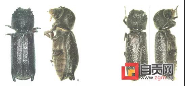 破壞力極強！自貢富順首次發(fā)現(xiàn)這種有害生物