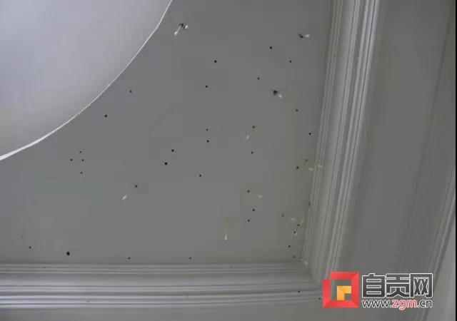 破壞力極強！自貢富順首次發(fā)現(xiàn)這種有害生物(圖2)
