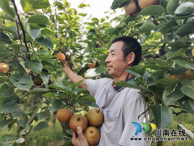 脫貧致富，一路有梨！瀘縣以購代扶化解貧困戶農(nóng)產(chǎn)品滯銷困境 (圖4)