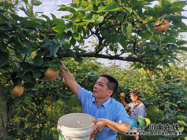 脫貧致富，一路有梨！瀘縣以購代扶化解貧困戶農(nóng)產(chǎn)品滯銷困境 (圖3)