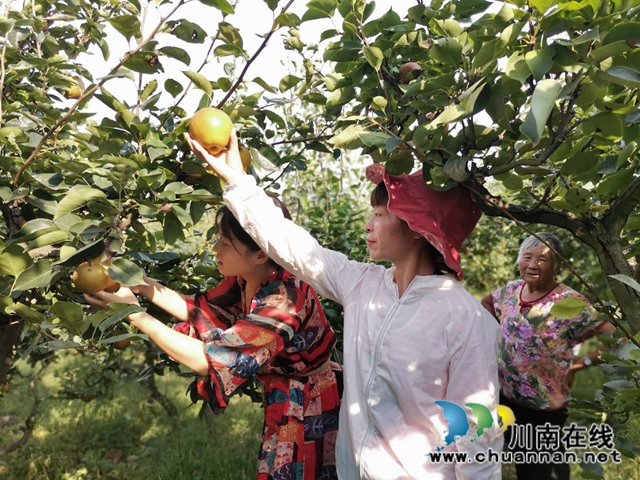 脫貧致富，一路有梨！瀘縣以購代扶化解貧困戶農(nóng)產(chǎn)品滯銷困境 (圖2)