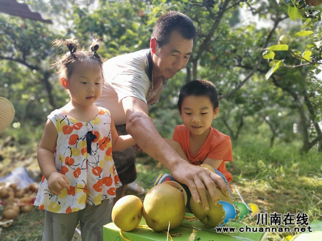 脫貧致富，一路有梨！瀘縣以購代扶化解貧困戶農(nóng)產(chǎn)品滯銷困境 (圖5)