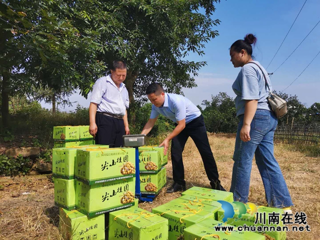 脫貧致富，一路有梨！瀘縣以購代扶化解貧困戶農(nóng)產(chǎn)品滯銷困境 (圖7)