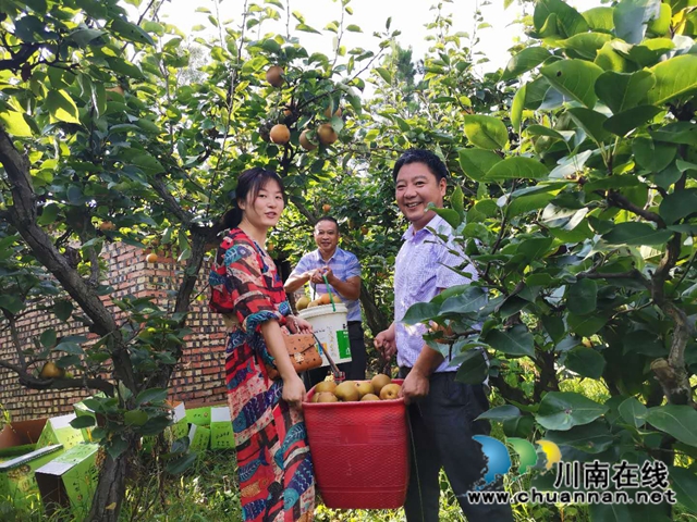 脫貧致富，一路有梨！瀘縣以購代扶化解貧困戶農(nóng)產(chǎn)品滯銷困境 (圖6)