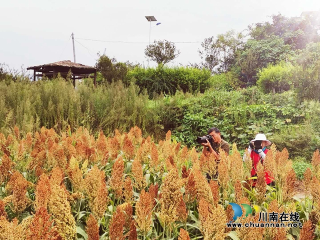 醉美高粱紅！瀘縣喻寺譚壩高粱基地成打卡地(圖2)